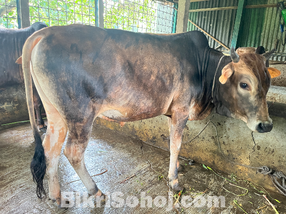 ষাড় গরু